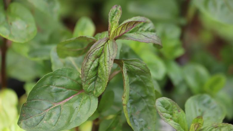 close up of Vietnamese water mint leaves that are purple and green