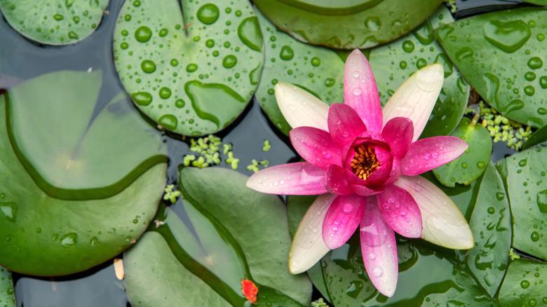pink water lilly on top of lilly pads in water