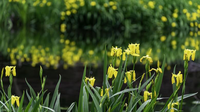 yellow flag iris surrounding the embankment of a pond or natural pool