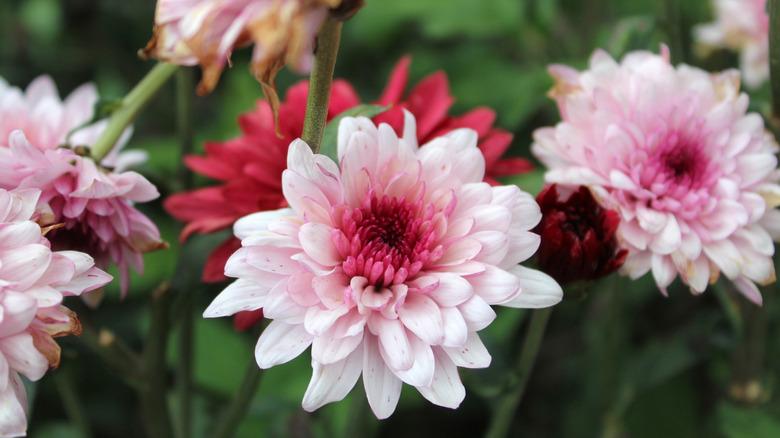 pink chrysanthemum flowers