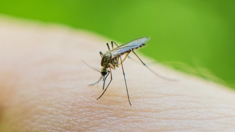 mosquito on person's arm