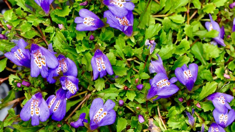 Creeping mazus blooms purple with orange specks against green foliage.