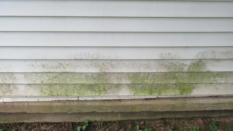 close up of algae growth on vinyl siding
