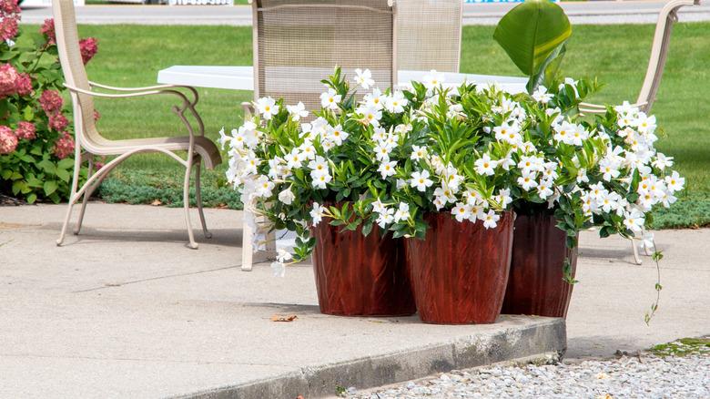 Concrete patio with plants and chairs