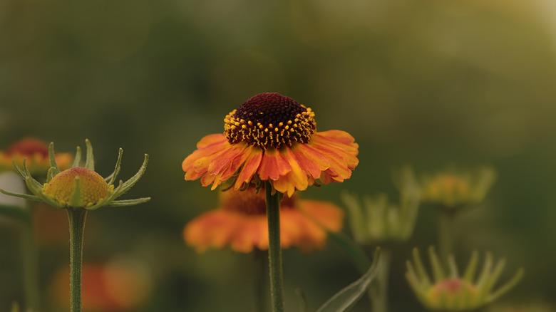 single orange helenium flower