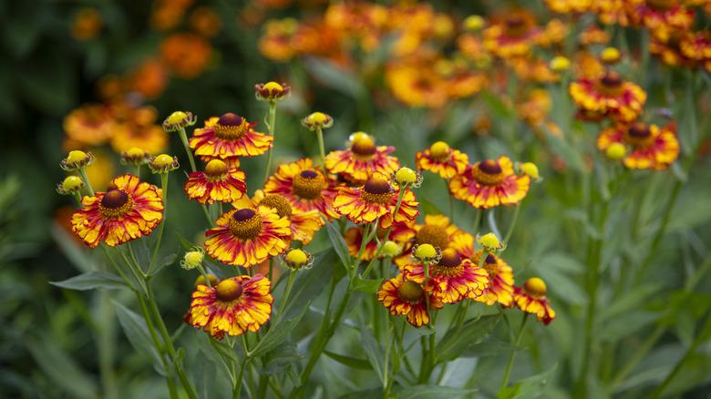 orange and yellow helenium flowers