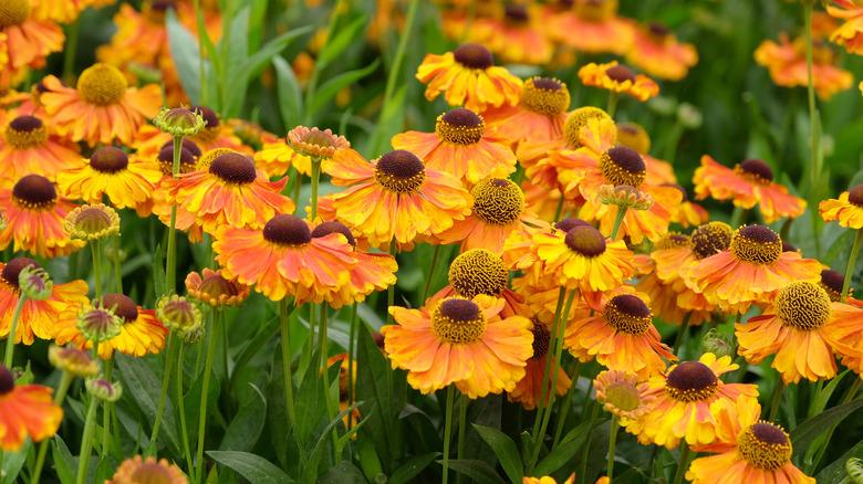 a bunch of helen's flower growing together