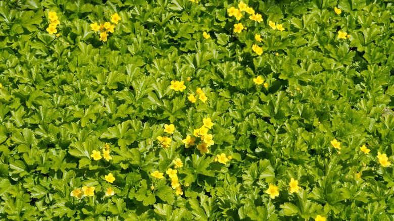 A field of barren strawberry (Waldsteinia fragarioides)