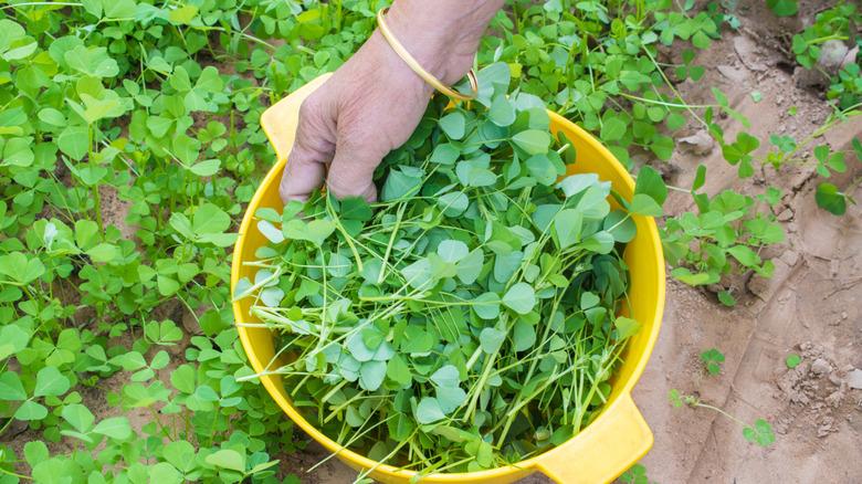 person holding fenugreek leaves