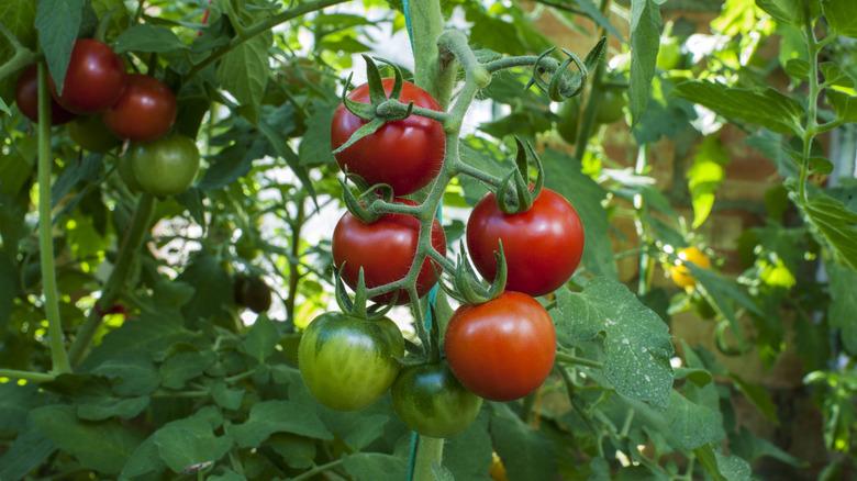 thriving tomatoes on a vine