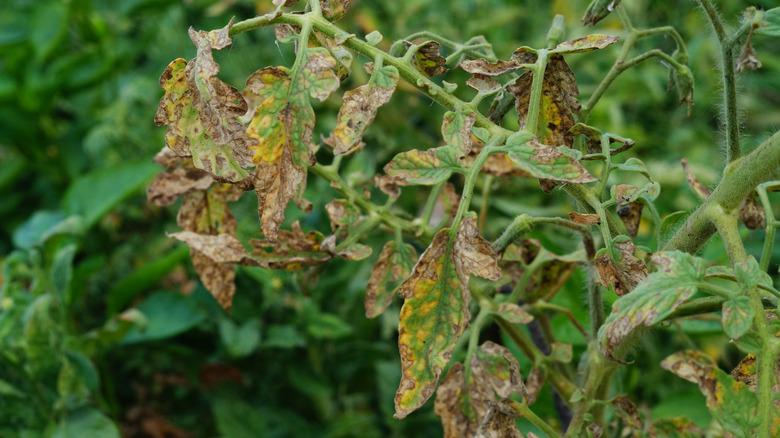 distressed tomato plant leaves
