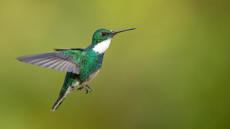 green hummingbird in flight