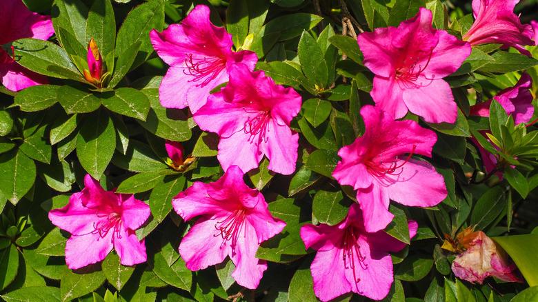 bright pink azaleas in bloom