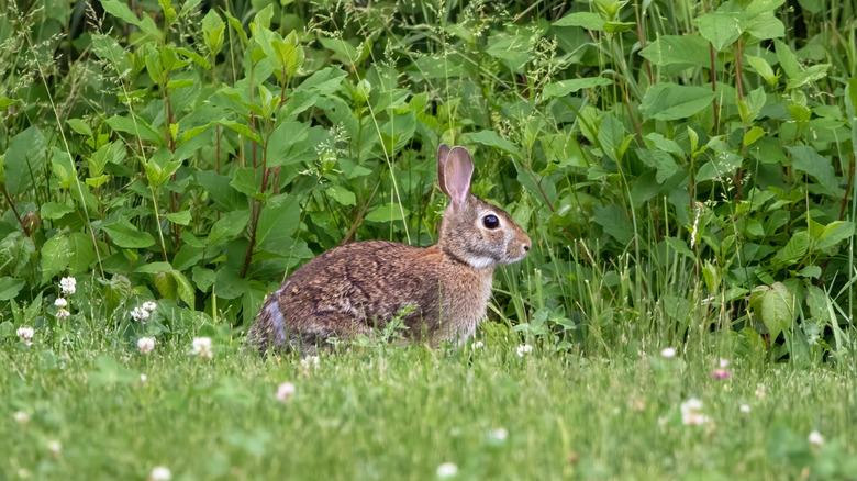 wild rabbit in greenery