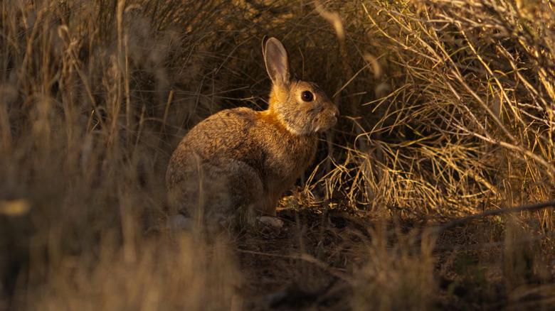 rabbit hiding in a garden