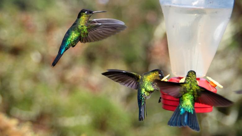 hummingbirds at a feeder