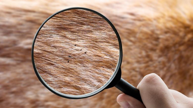A magnifying glass focusing on fleas on animal fur