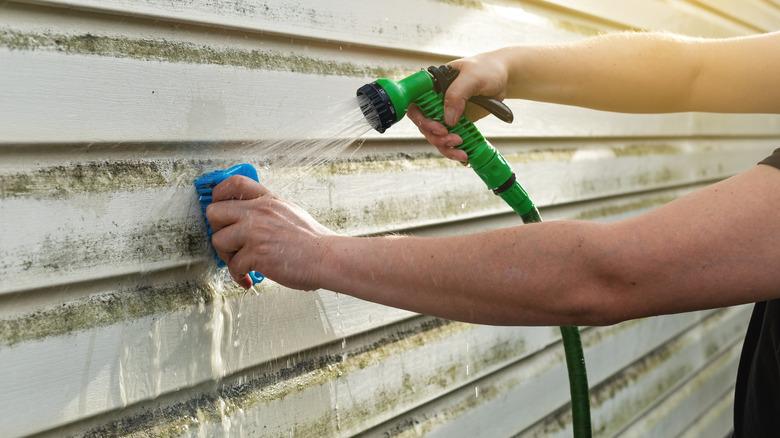 Spraying down algae covered siding and scrubbing with brush