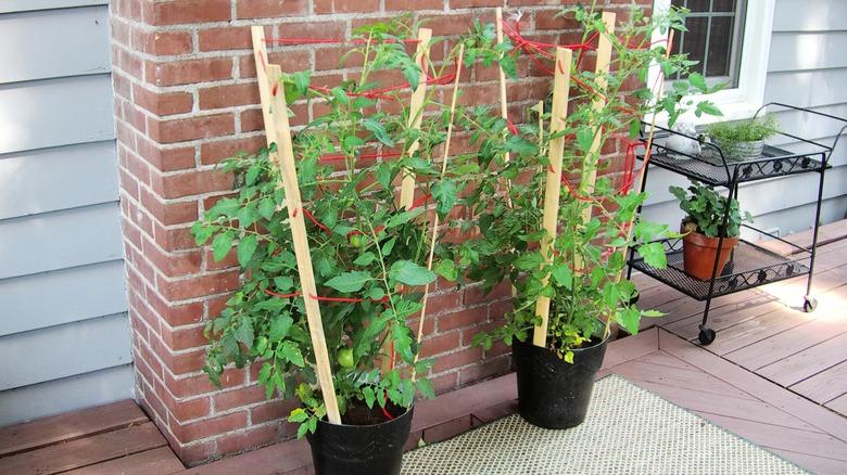 tomato stakes laced together