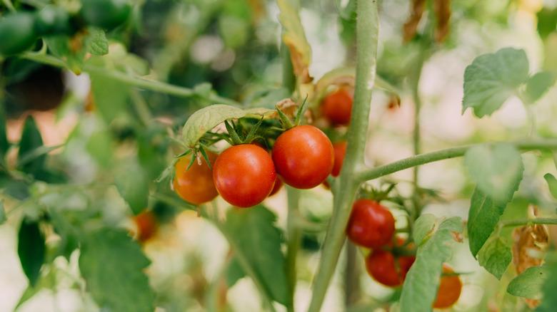 Tomatoes growing on a vine