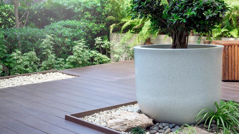 large potted plant on a patio in a nice backyard