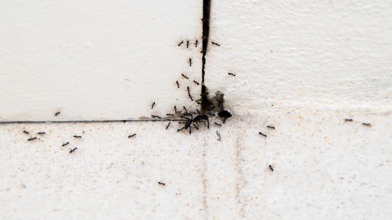 Ants crawling out of gap in wall
