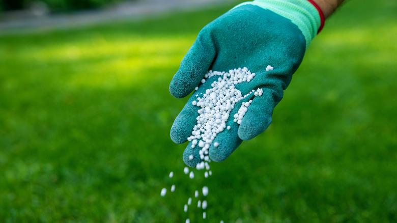gloved hand spreading fertilizer on yard