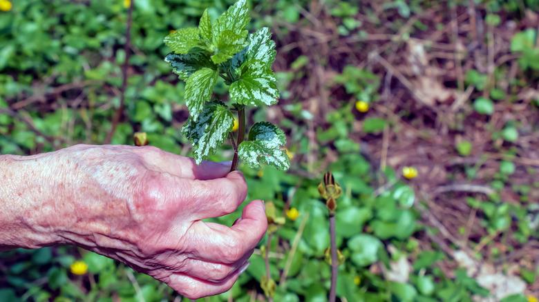 Gardener weeding yellow archangel