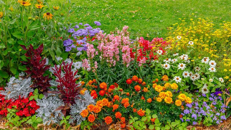 Garden with various species of flowers