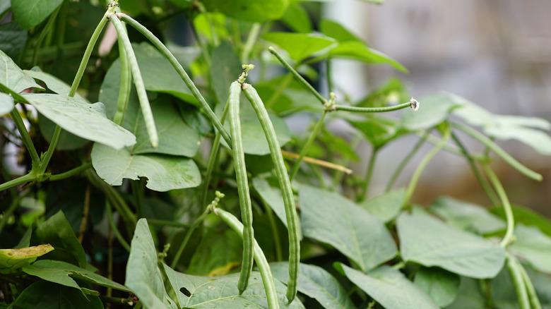 ripe cowpea pods on plant