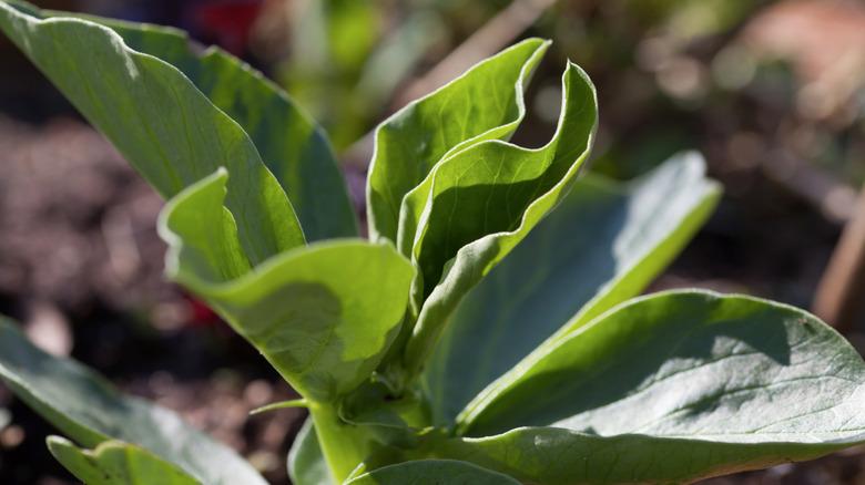 young green fava bean plant