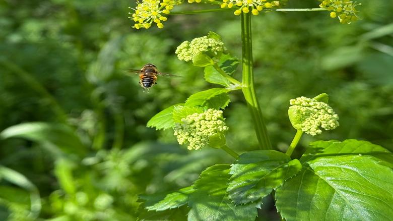 yellow golden alexander flower close-up with bee approaching