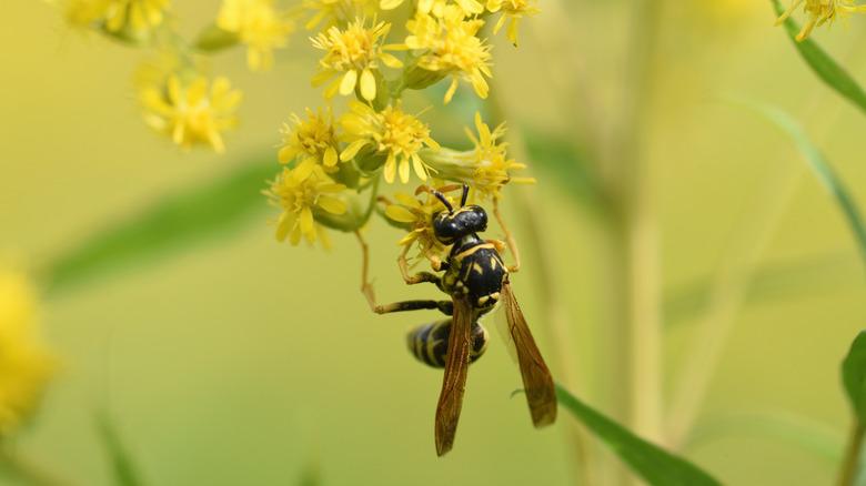 wasp drinking from yellow flower