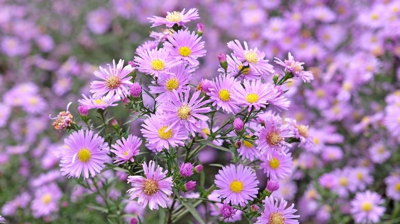 purple new england aster flowers