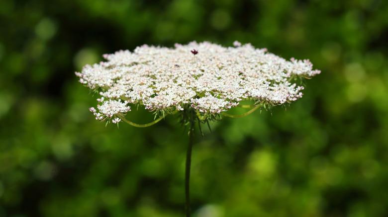 A close-up of Queen Anne's lace blossoming