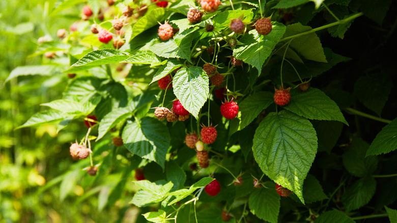 ripe and unripe raspberries on sunny bush