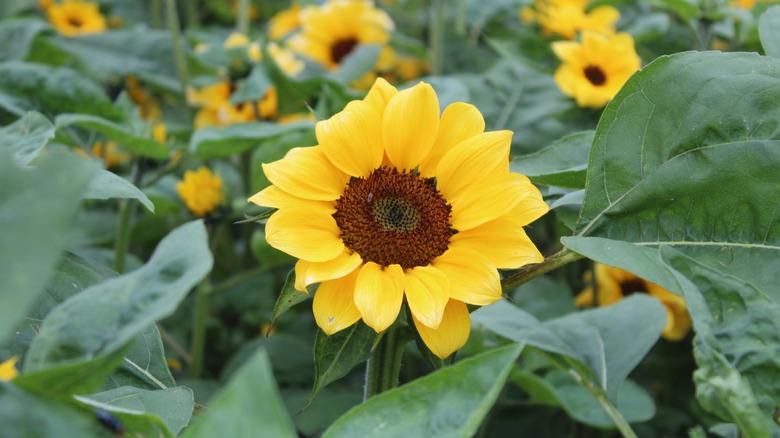 Close-up of yellow sunflower in a field of sunflowers